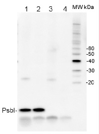 PsbI | Small subunit I of PSII in the group Antibodies for Plant/Algal  / Photosynthesis  / PSII (Photosystem II) at Agrisera AB (Antibodies for research) (AS06 158)